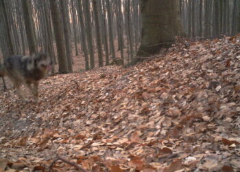 Wilk w obiektywie fotopułapki / Świętokrzyski Park Narodowy