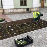 Sadzenie bratków na Placu Poniatowskiego / Grażyna-Szlęzak-Wójcik / Radio Kielce