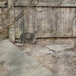 Sprzątanie domków dla kotów przy ulicy Ceglanej / Marzena Mąkosa / Radio Kielce