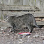 Sprzątanie domków dla kotów przy ulicy Ceglanej / Marzena Mąkosa / Radio Kielce