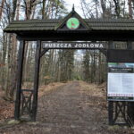 Święta Katarzyna. Ścieżka rowerowa śladami kolejki wąskotorowej. Puszcza jodłowa / Marzena Mąkosa / Radio Kielce