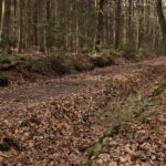 Święta Katarzyna. Ścieżka rowerowa śladami kolejki wąskotorowej / Marzena Mąkosa / Radio Kielce