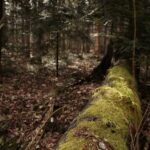 Święta Katarzyna. Ścieżka rowerowa śladami kolejki wąskotorowej / Marzena Mąkosa / Radio Kielce