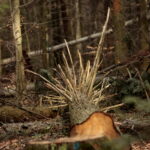 Święta Katarzyna. Ścieżka rowerowa śladami kolejki wąskotorowej / Marzena Mąkosa / Radio Kielce