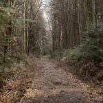 Święta Katarzyna. Ścieżka rowerowa śladami kolejki wąskotorowej / Marzena Mąkosa / Radio Kielce