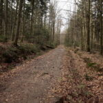 Święta Katarzyna. Ścieżka rowerowa śladami kolejki wąskotorowej / Marzena Mąkosa / Radio Kielce