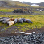 Wyspa Króla Jerzego / Dagmara Bożek-Andryszczak i Piotr Andryszczak