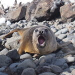 Wyspa Króla Jerzego / Dagmara Bożek-Andryszczak i Piotr Andryszczak