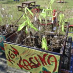 Sadzenie kalin w Nietulisku w gminie Kunów / Emilia Sitarska / Radio Kielce