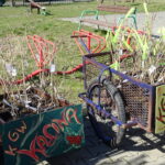 Sadzenie kalin w Nietulisku w gminie Kunów / Emilia Sitarska / Radio Kielce