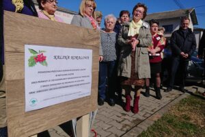 Sadzenie kalin w Nietulisku w gminie Kunów / Emilia Sitarska / Radio Kielce