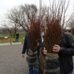 Inauguracja akcji sadzenia lip w powiecie opatowskim / Emilia Sitarska / Radio Kielce