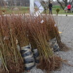 Inauguracja akcji sadzenia lip w powiecie opatowskim / Emilia Sitarska / Radio Kielce