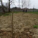 Inauguracja akcji sadzenia lip w powiecie opatowskim / Emilia Sitarska / Radio Kielce