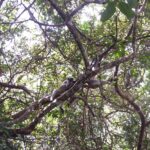 Muzyczne podróże. Zanzibar / Katarzyna Barwicka