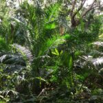 Muzyczne podróże. Zanzibar / Katarzyna Barwicka