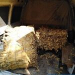 Policjanci z opatowskiej drogówki, podczas kontroli samochodu znaleźli 190 kilogramów suszu tytoniowego / świętokrzyska policja