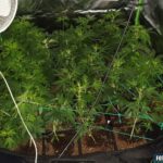 Nielegalna uprawa konopi indyjskich w Ostrowcu Świętokrzyskim / Komenda Wojewódzka Policji w Kielcach