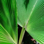 Muzyczne podróże. Zanzibar / Katarzyna Barwicka