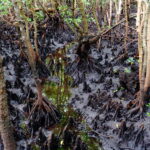 Muzyczne podróże. Zanzibar / Katarzyna Barwicka