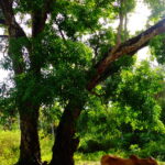 Muzyczne podróże. Zanzibar / Katarzyna Barwicka