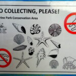 Muzyczne podróże. Zanzibar / Katarzyna Barwicka