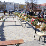 Chmielnik. Konkurs na najdłuższą palmę / Jarosław Kubalski / Radio Kielce