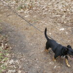 07.04.2019 Kielce. Charytatywny bieg na rzecz bezdomnych zwierząt na Stadionie Leśnym / Jarosław Kubalski / Radio Kielce