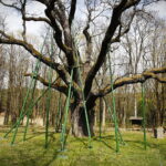 21.04.2019 Zagnańsk - Samsonów. Dąb Bartek i jego okolica / Jarosław Kubalski / Radio Kielce