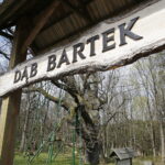 Zagnańsk - Samsonów. Dąb Bartek i jego okolica / Fot. Jarosław Kubalski - Radio Kielce