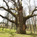 21.04.2019 Zagnańsk - Samsonów. Dąb Bartek i jego okolica / Jarosław Kubalski / Radio Kielce