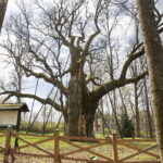 21.04.2019 Zagnańsk - Samsonów. Dąb Bartek i jego okolica / Jarosław Kubalski / Radio Kielce