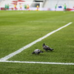 22.04.2019 Kielce. LOTTO Ekstraklasa. Mecz Korona Kielce - Śląsk Wrocław / Jarosław Kubalski / Radio Kielce