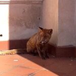 Kielce. Lis na terenie ogrodu Pałacyku Zielińskiego / Straż Miejska Kielce