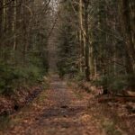 Święta Katarzyna - Nowa Słupia. Szlak „Śladem świętokrzyskiej kolejki wąskotorowej” / Marzena Mąkosa / Radio Kielce