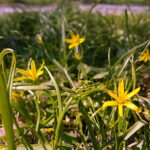 Kwiaty wiosenne w Kielcach / Marzena Mąkosa / Radio Kielce