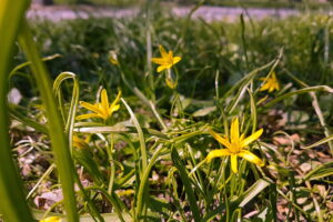 Kwiaty wiosenne w Kielcach / Marzena Mąkosa / Radio Kielce