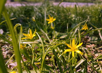 Kwiaty wiosenne w Kielcach / Marzena Mąkosa / Radio Kielce