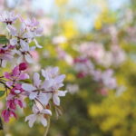 Kwiaty w Kielcach / Marzena Mąkosa / Radio Kielce