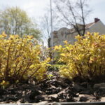 Kwiaty w Kielcach / Marzena Mąkosa / Radio Kielce