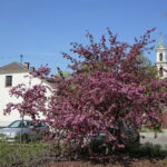 Kwiaty w Kielcach / Marzena Mąkosa / Radio Kielce