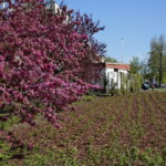 Kwiaty w Kielcach / Marzena Mąkosa / Radio Kielce