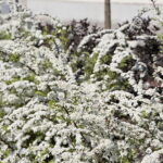 Kwiaty w Kielcach / Marzena Mąkosa / Radio Kielce