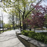 Kwiaty w Kielcach / Marzena Mąkosa / Radio Kielce