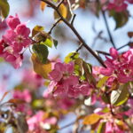 Kwiaty w Kielcach / Marzena Mąkosa / Radio Kielce