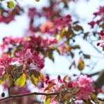 Kwiaty w Kielcach / Marzena Mąkosa / Radio Kielce