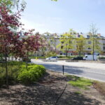 Kwiaty w Kielcach / Marzena Mąkosa / Radio Kielce