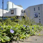 Kwiaty w Kielcach / Marzena Mąkosa / Radio Kielce