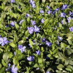 Kwiaty w Kielcach / Marzena Mąkosa / Radio Kielce