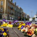 Kwiaty w Kielcach / Marzena Mąkosa / Radio Kielce